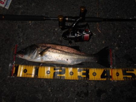 渋い時はVJ-16の出番？。