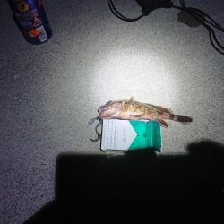 本当に久しぶりの釣行！