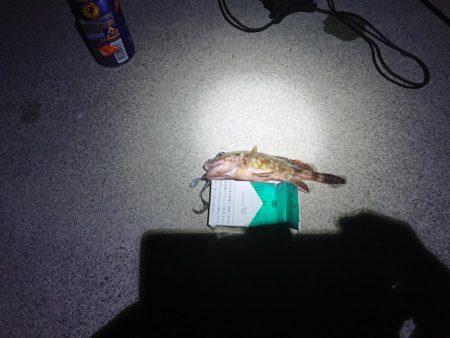 本当に久しぶりの釣行！