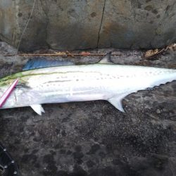 ジグでズドン！