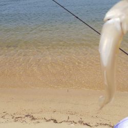 午後からチョイ投げ