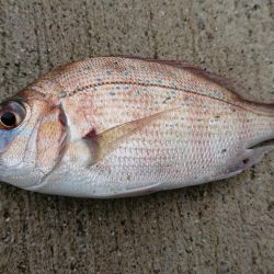 カサゴとチャリコ