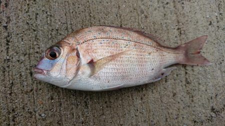 カサゴとチャリコ