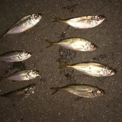 豆アジに癒される