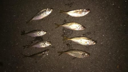 豆アジに癒される