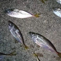 大雨後のアジング