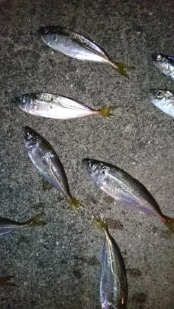 大雨後のアジング