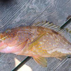 ウミックさんの筏。泳がせでハマチとアコウなど