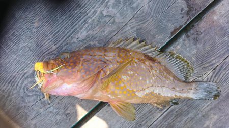 ウミックさんの筏。泳がせでハマチとアコウなど