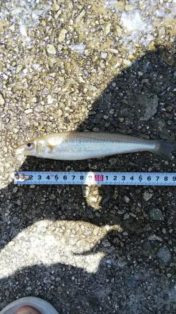 ファミリーキッシング