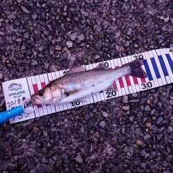 夕まづめ粘るも…