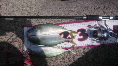 ライトショアジギング1