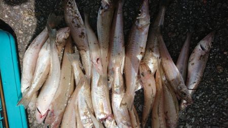 エギング&キス釣り