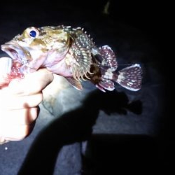 エギング→ガシリング