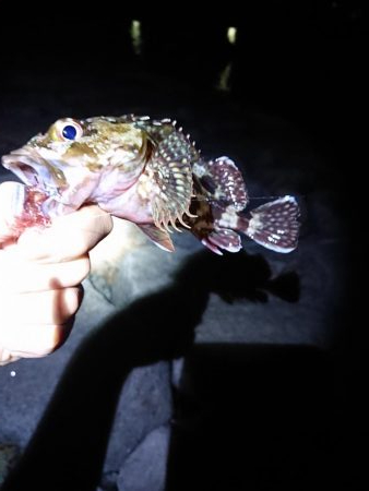 エギング→ガシリング