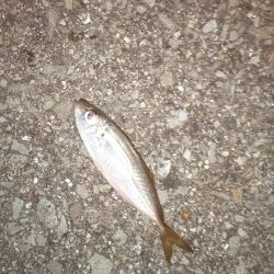 そこそこサイズのアジ狙い