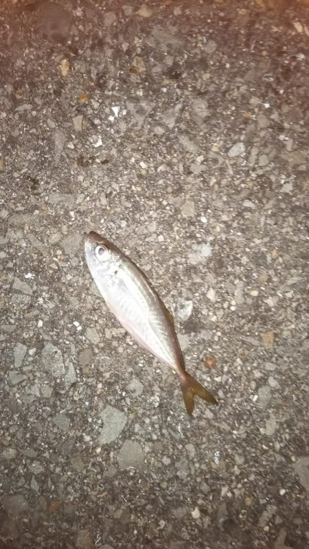 そこそこサイズのアジ狙い