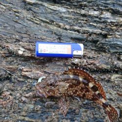 ガシラ祭り～。