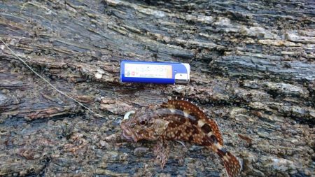 ガシラ祭り～。