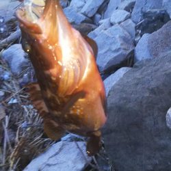 キジハタカサゴ連発