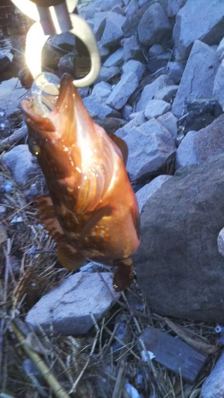 キジハタカサゴ連発