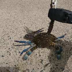 そこそこの釣果