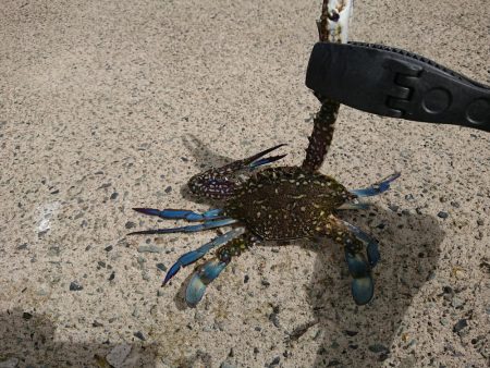 そこそこの釣果