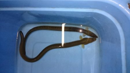 ウナギ釣り