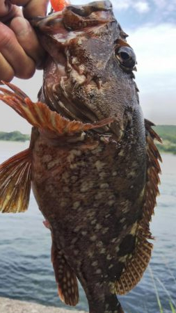 ロックフィッシュ釣行