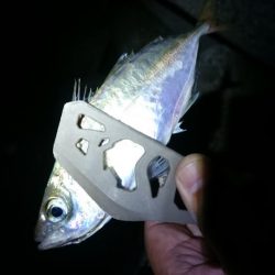 久しぶりアジング～