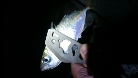 久しぶりアジング～