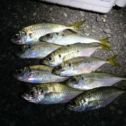 楽しい~アジング