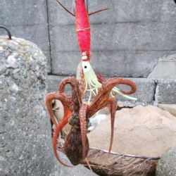 タコ(リリースサイズ)