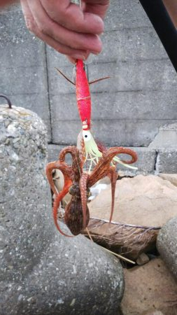 タコ(リリースサイズ)