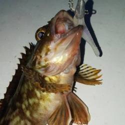 メバル2匹 ガシラ18匹