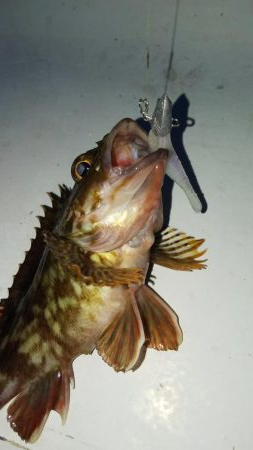 メバル2匹 ガシラ18匹