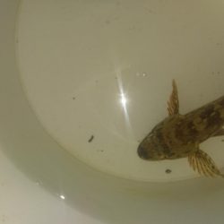 アジングサビキ