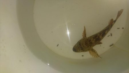 アジングサビキ