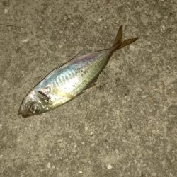 まったりサビキ