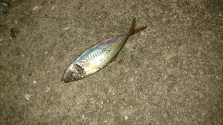 まったりサビキ