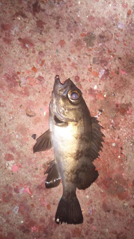 大逆転メバリング♪