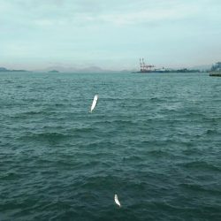 【青物調査】IN若松