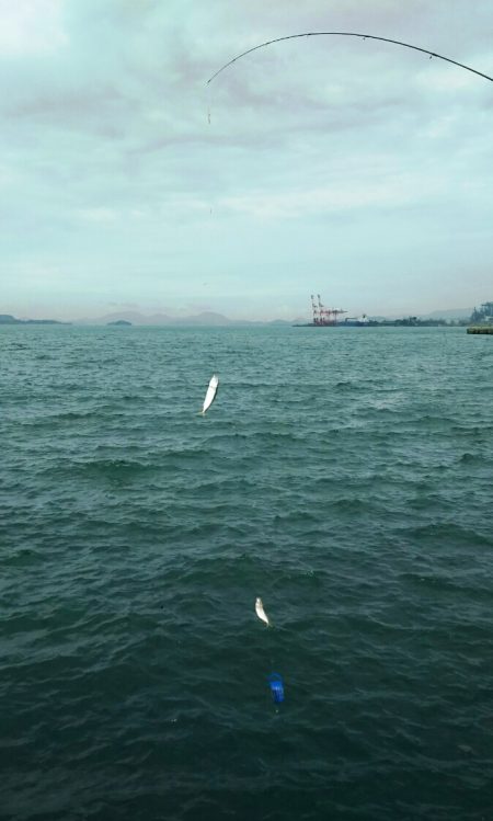 【青物調査】IN若松