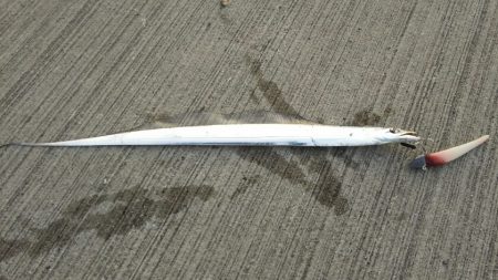 【新門司】タチウオ調査