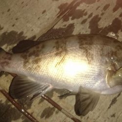 初挑戦アジングロッドでキス釣り