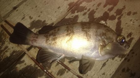 初挑戦アジングロッドでキス釣り