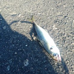 アジングですが