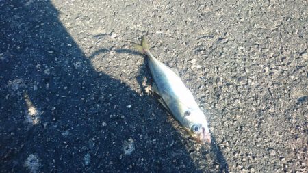 アジングですが