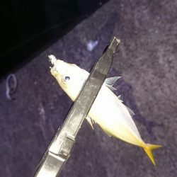 花火大会からのアジング♪