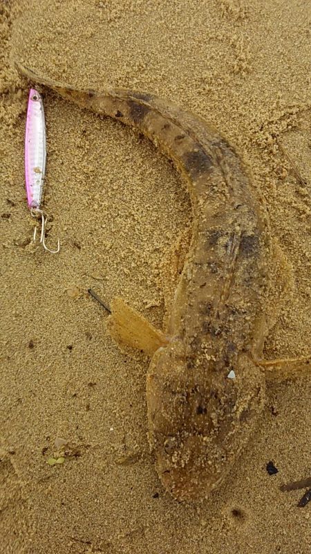 マゴチ・ヒラメ